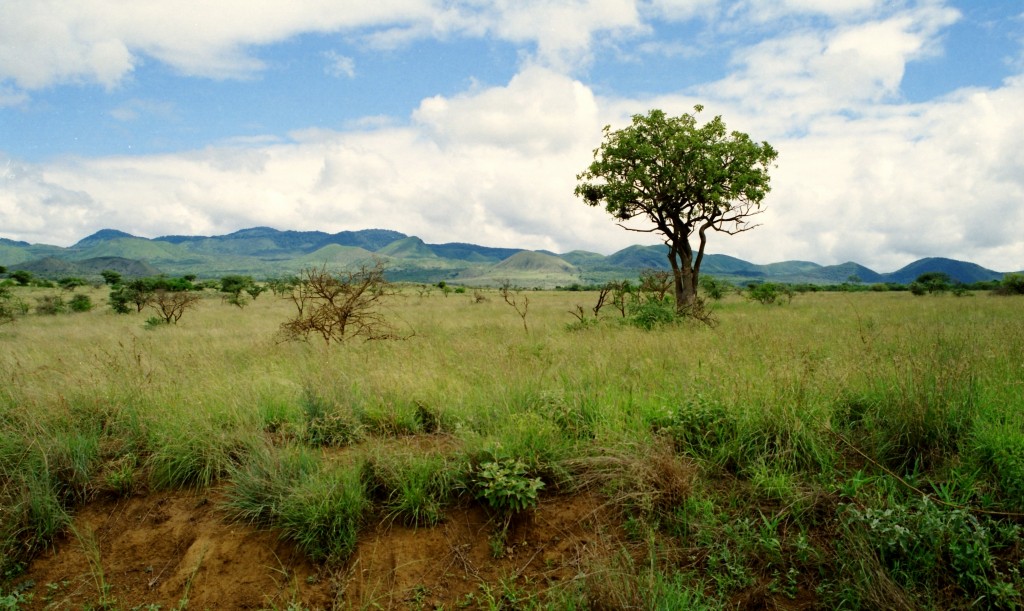 Krajina keňského národního parku nemá nic společného s našimi představami o vyprahlé africké pustině.