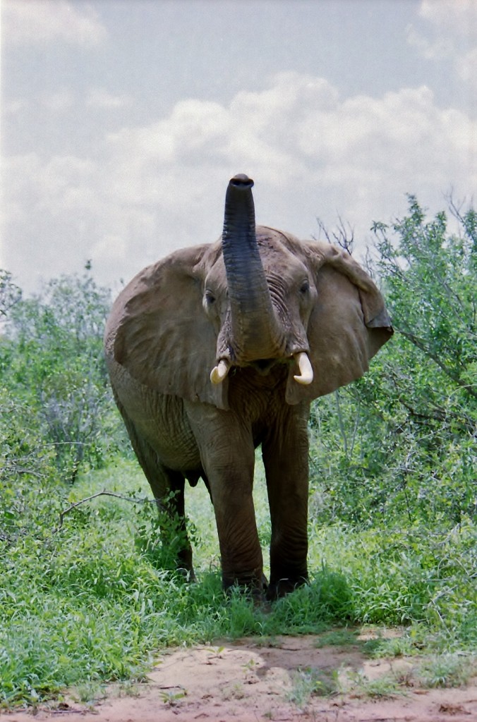 Když slon mává ušima a zvedne chobot, říká jasně: "už ani krok!"