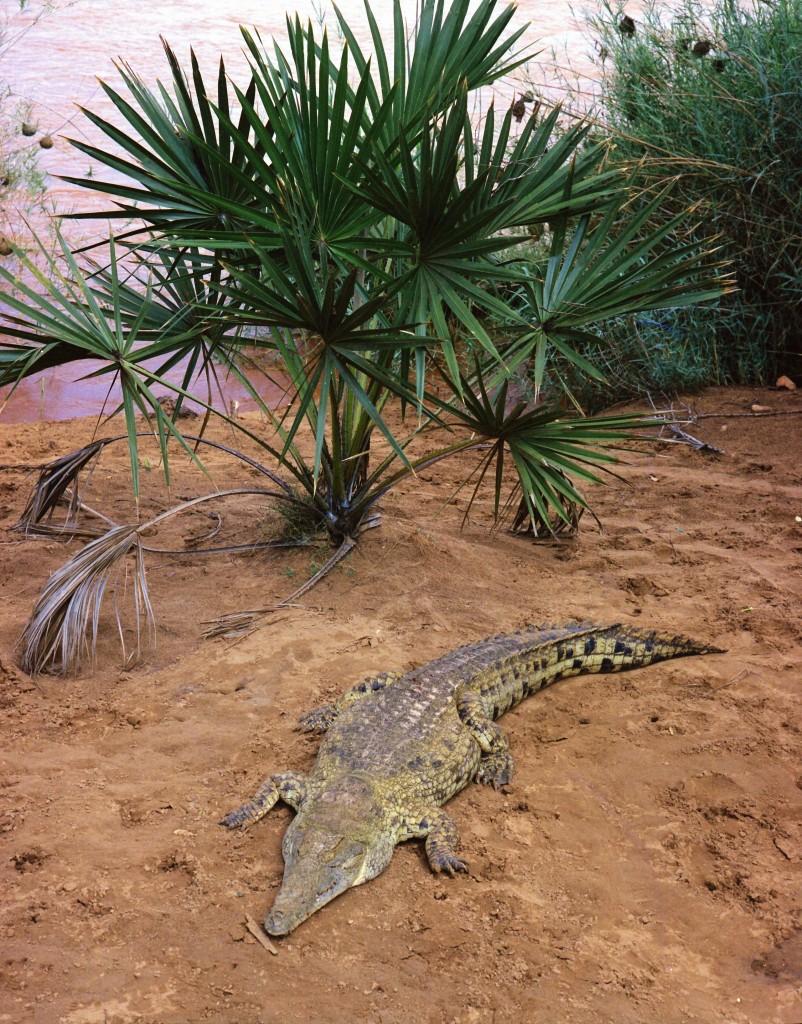 Krokodýl jen tak vypadá jako líné, stále spící monstrum. Ve skutečnosti je to ukrutně  rychlé monstrum.