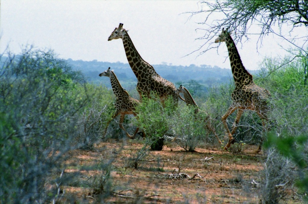 Volně žijící zvířata jsou impozantní. A hrdě se nesoucí žirafy doslova imaginární.