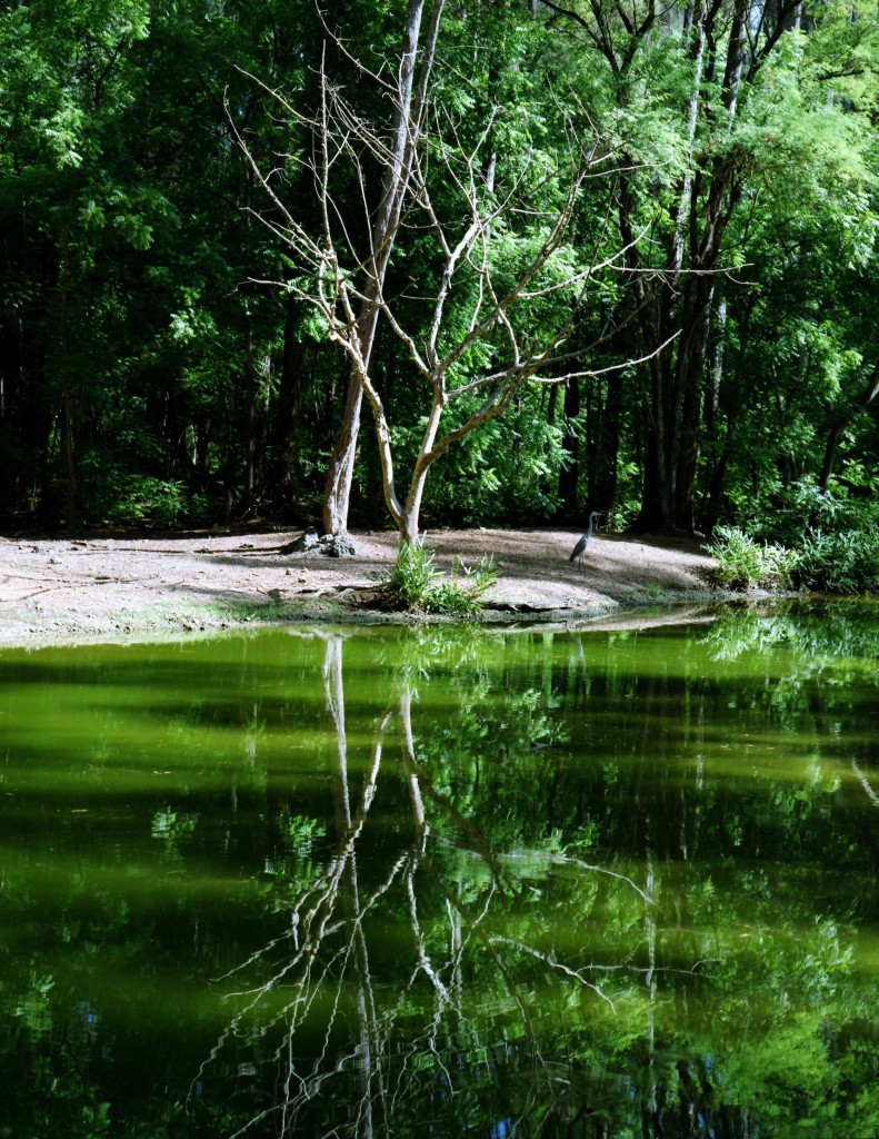 Jezero nedaleko Mombasy.