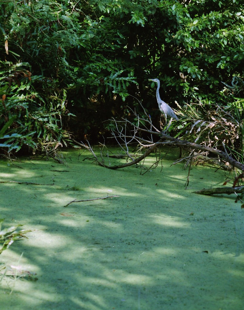 Volavka pózuje na břehu jezera