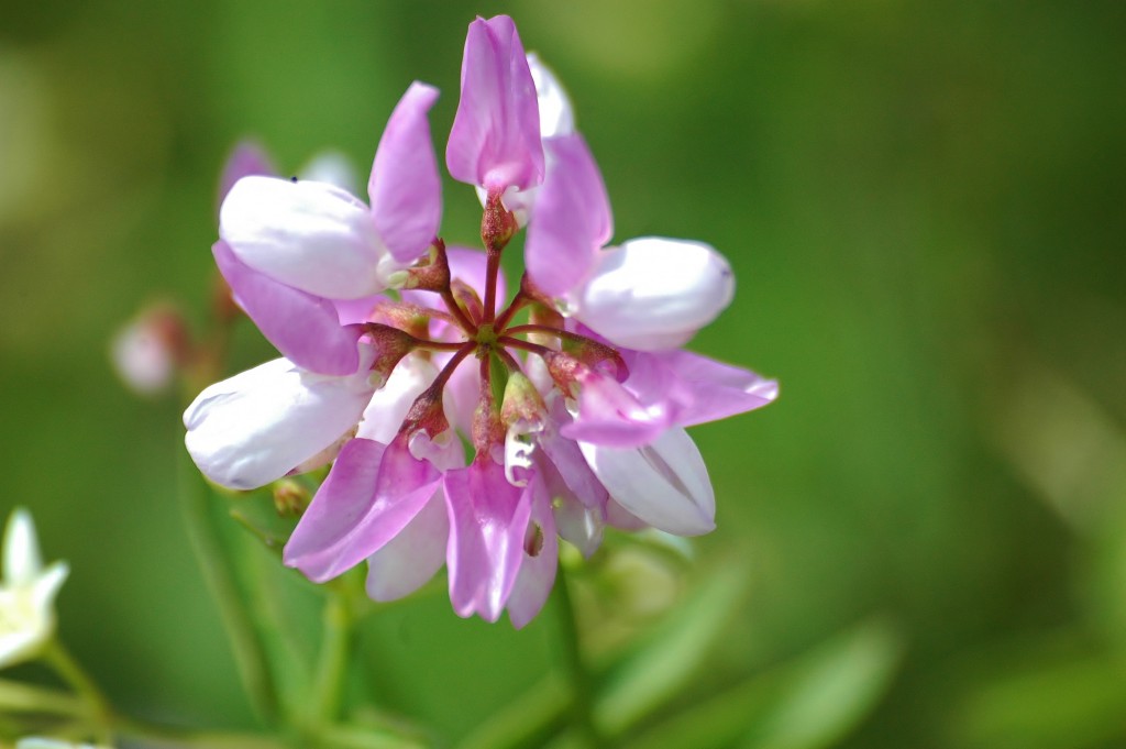 Botanická zahrada je na jaře a v létě doslova obsypána květy, často velmi vzácných rostlin.