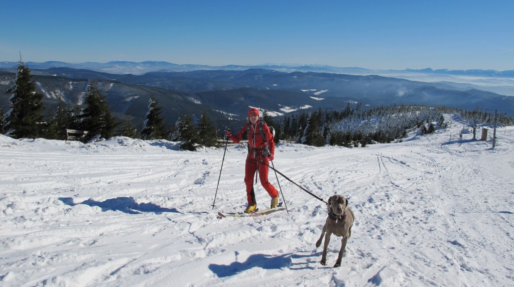 Některým skialpinistům pomůže zdolat vrchol i tažný pes.