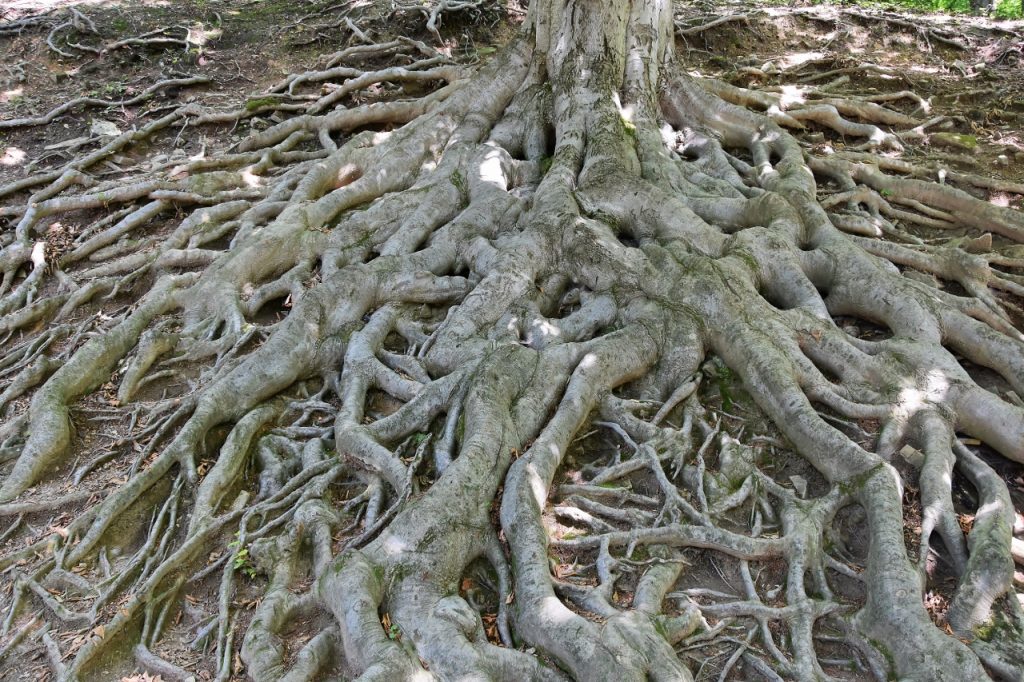 Kořeny těchto buků jsou jedním z nejvíce fotografovaných objektů v oboře pod hukvaldským hradem.
