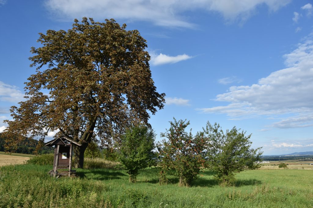 Mendelův kaštan nad Vražným.