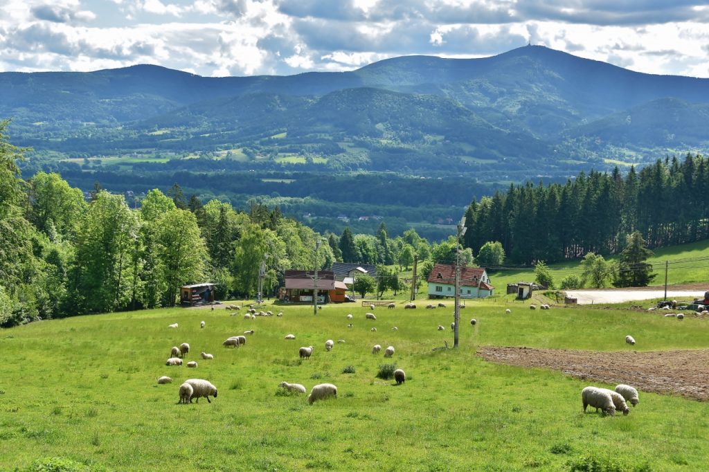 Ovečky pod Ondřejníkem se mohou kochat pohledy na Lysou horu. Ale asi je zajímá spíše, jaká je tráva.