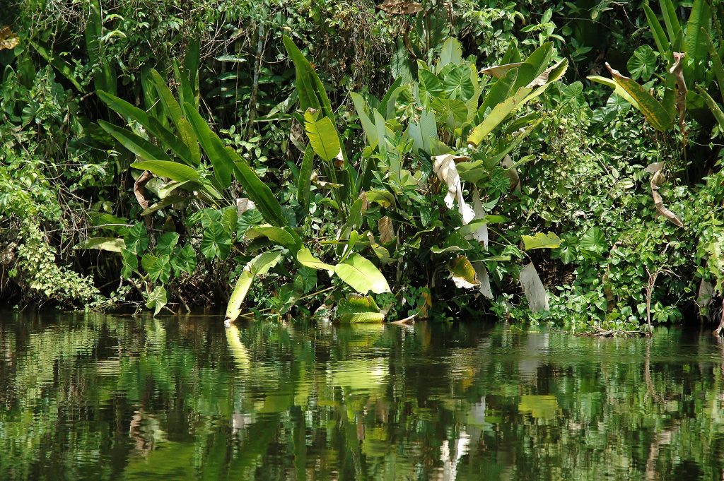Loďka je jediným dopravním prostředkem v deltě Orinoka. Břeh je neprůchodný. Navíc plný hadů a šelem.