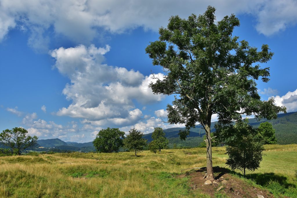 Krajina na Šancích na Jablunkovem připomíná skoro až savanu v Keni.